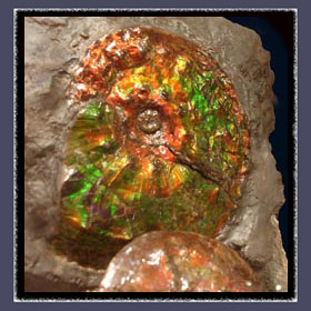 Gemstone Ammolite embedded in Matrix Rock