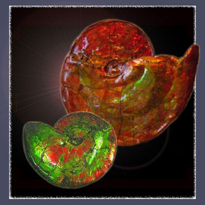 Ammolite in Original Mollusk Formation