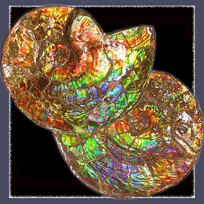 Ammonite Shells with a Rainbow of Ammolite